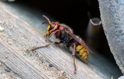 Baldfaced Hornet Removal