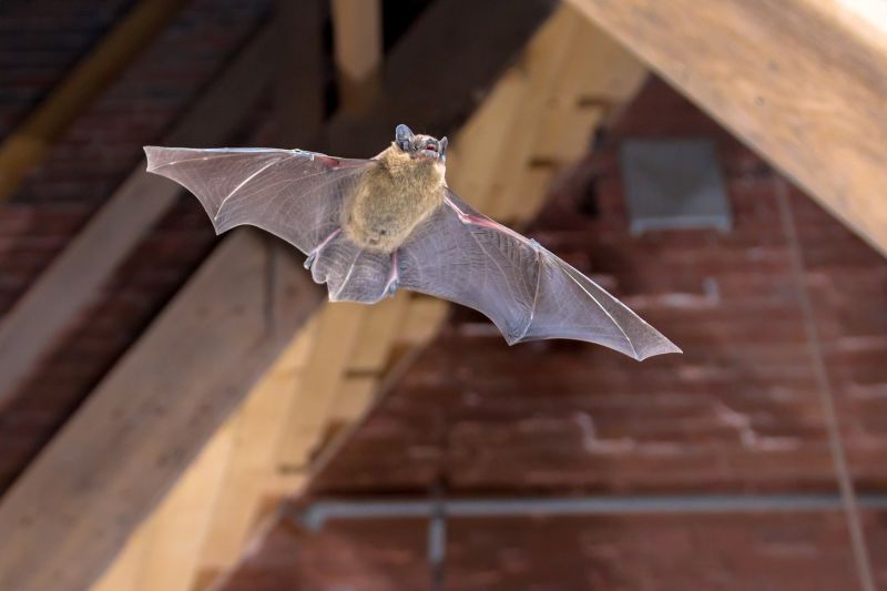 Bat Removal Service