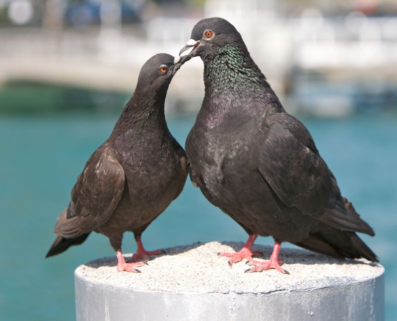 Bird Control Service