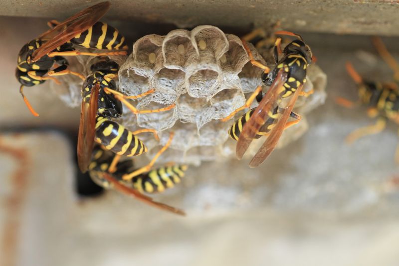 Commercial Wasps Control