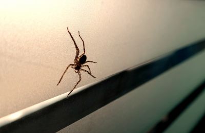 Common Spiders Extermination