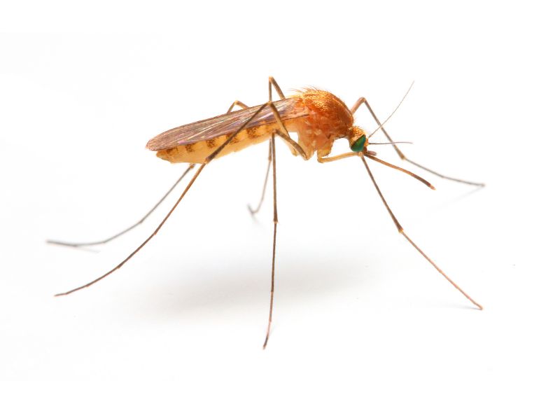 Fly And Mosquito Control Strategies