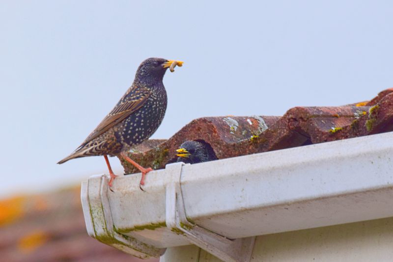 Roof Bird Proofing Service