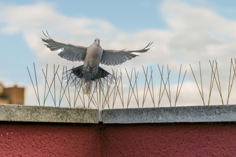 Seagull Spike Installation