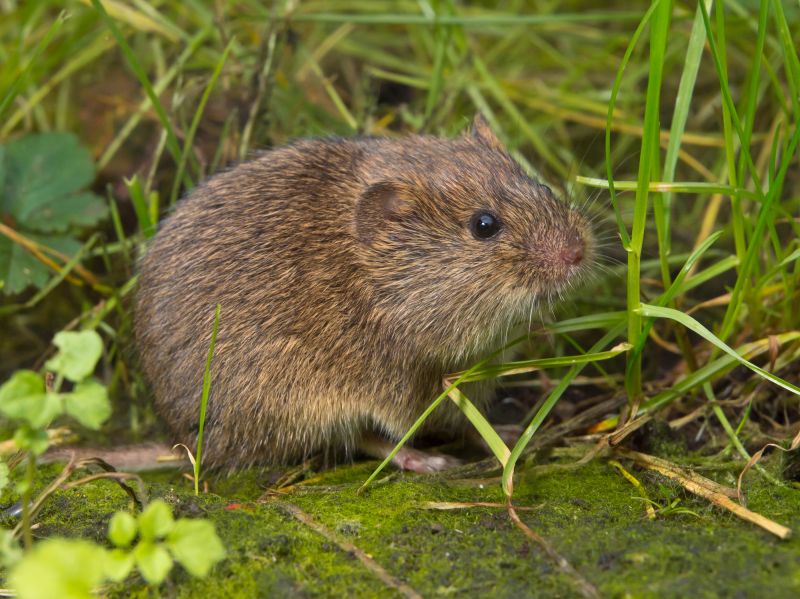 Voles Extermination