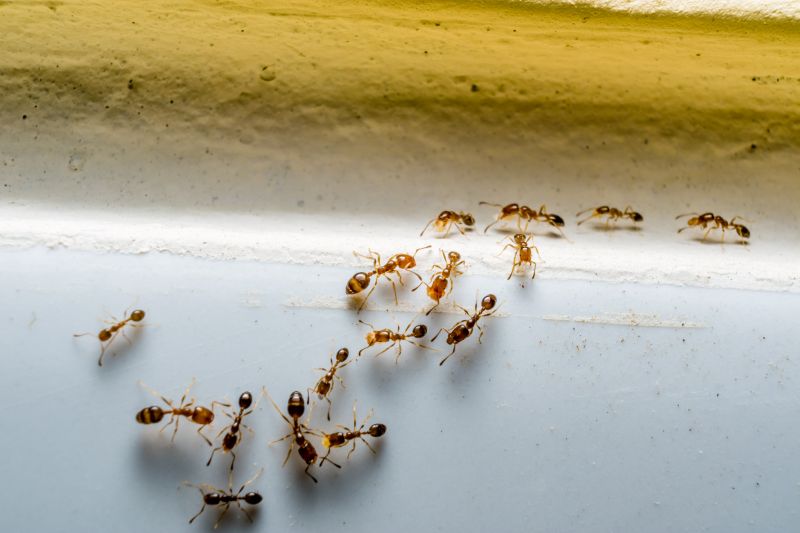 Why Ant Infestations Keep Returning Without Professional Treatment