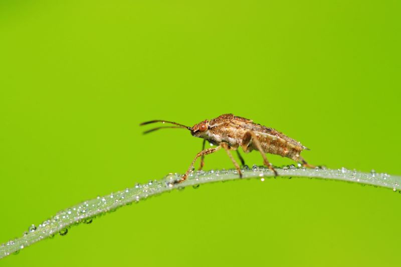 Why Professional Stinkbug Pest Control Is More Effective Than Diy Methods