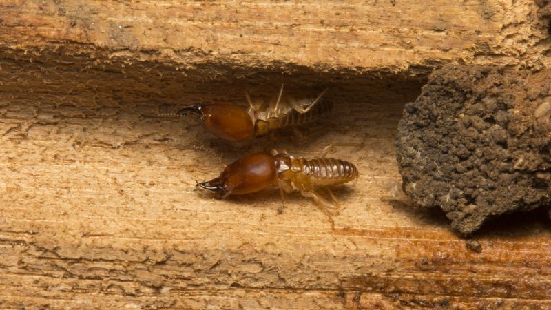 Winged Termite Removal